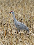 Sandhill Craneborder=